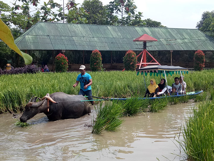 bajak-sawah-Villa-Kancil-Kampoeng-Sunda